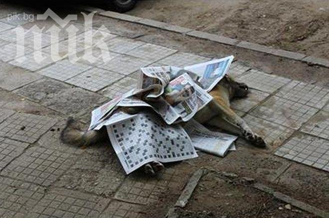 Ужас в Лозенец! Хората ходят по кучешки трупове, събират мъртви гълъби в чували