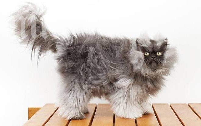 Почина котаракът с най-дълга козина в света (снимка)