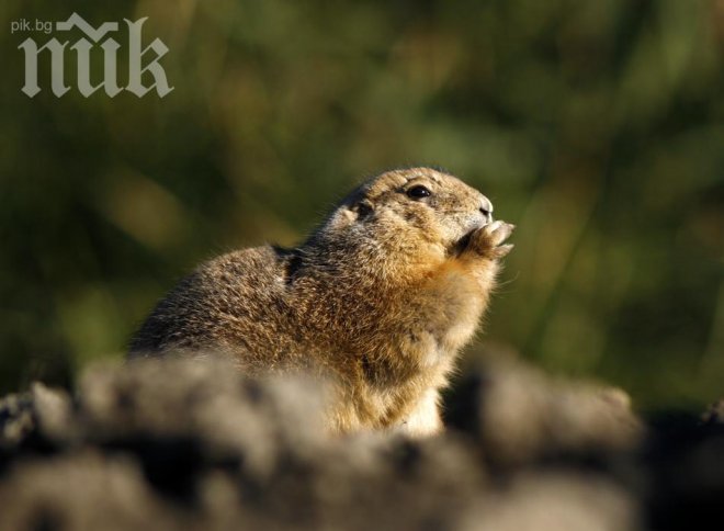 Невероятно! Мармот прави прогнози за времето - пускат ги в сайт