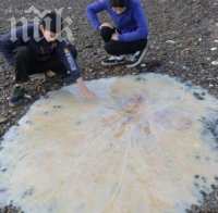 Огромна медуза изплува на о. Тасмания, шашна местните (снимка)