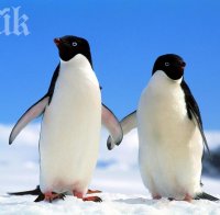 Пингвини, стресирани от лошото време, минават на антидепресанти