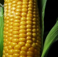 Нов вид генномодифицирана царевица нахлува в Европа