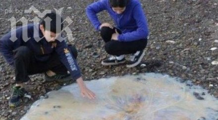 огромна медуза изплува тасмания шашна местните снимка