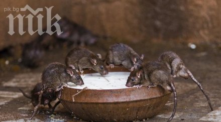 кошмар плъхове мутанти превземат софия предизвикват взрив болести