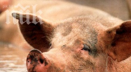 случая трихинелоза пловдив