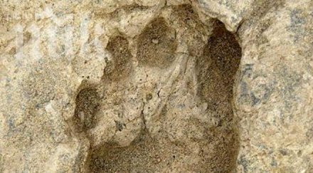 сензация откриха човешки стъпки 800 хиляди години