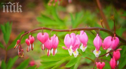 синоптици идва постепенно трайно затопляне температурите скачат градуса февруари времето любов