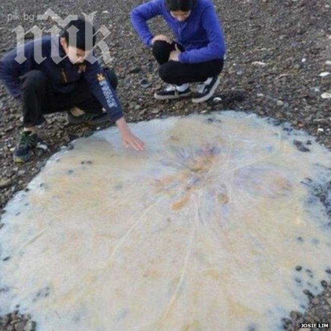 Огромна медуза изплува на о. Тасмания, шашна местните (снимка)