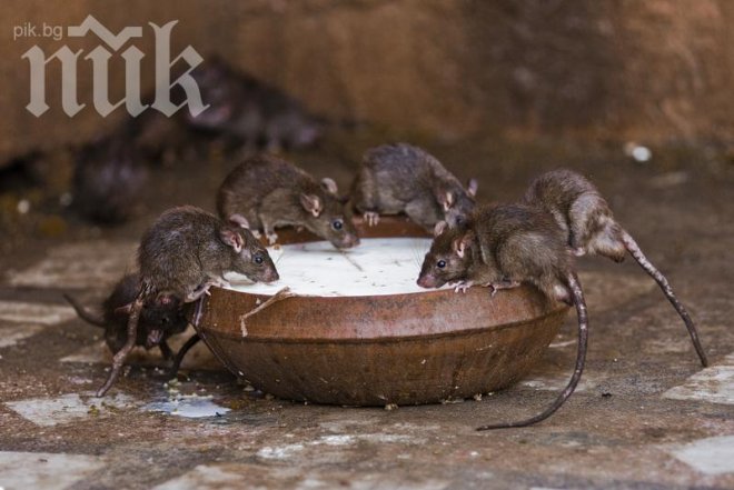 Кошмар! Плъхове-мутанти превземат София, предизвикват взрив от болести!