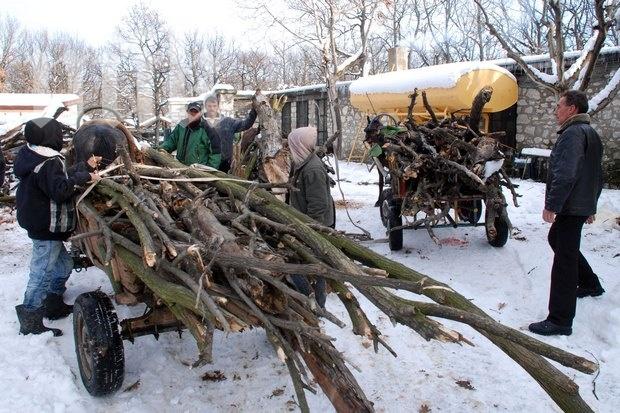 Роми изсякоха цяла гора, за да се греят