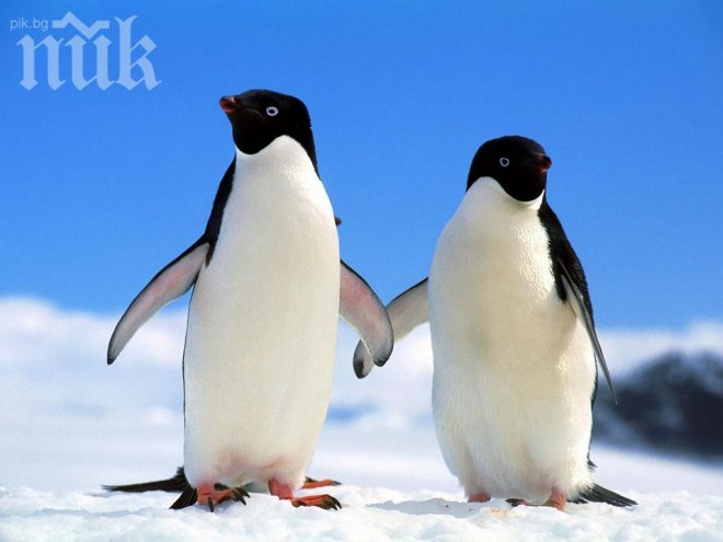 Пингвини, стресирани от лошото време, минават на антидепресанти