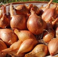 Яжте лук всеки ден и ето какво ще се случи с организма ви