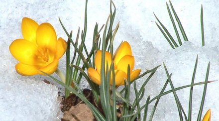 температурите скачат следват слънчеви дни