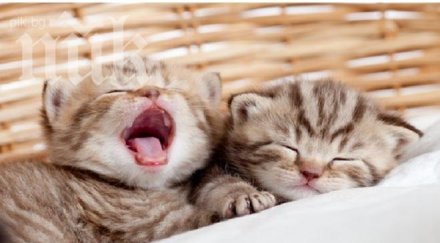 луд екшън англичанин стреля котета елхово