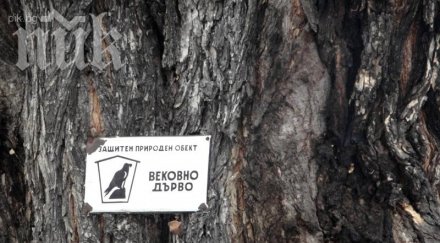 ром открадна табелата европейското дърво годината