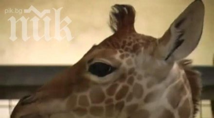 убиха жирафа зоопарка копенхаген