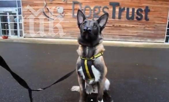 Уникално куче с два носа стана хит в мрежата (видео)