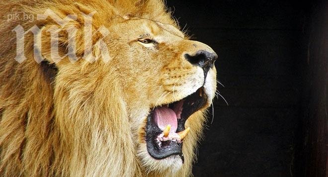 Кървав екшън зоопарка! Лъв отхапа ръката на жена
