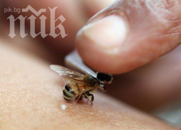 Пчеларите ще търсят начини да спасят пчелите от измиране