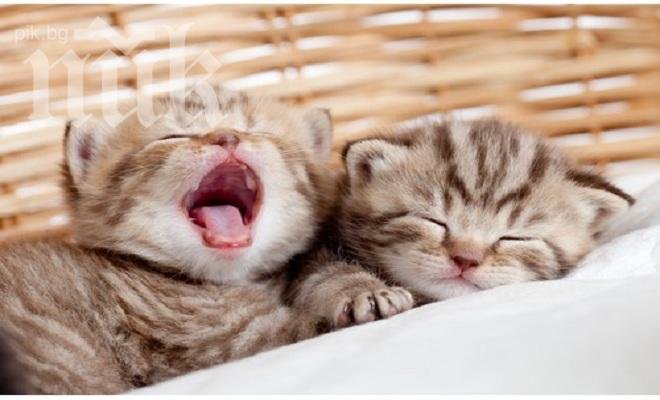 Луд екшън! Англичанин стреля по котета в Елхово