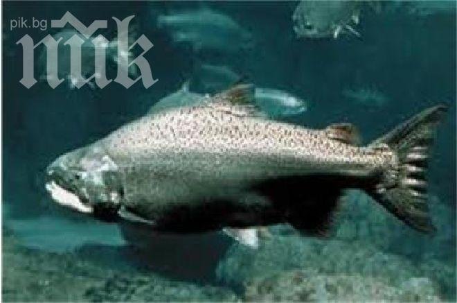 Сьомгата има вграден GPS