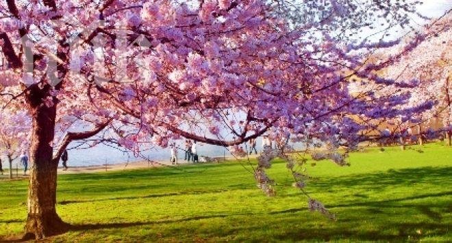 Синоптици от БАН: Пролетта дойде, 20 градусова жега ни очаква днес