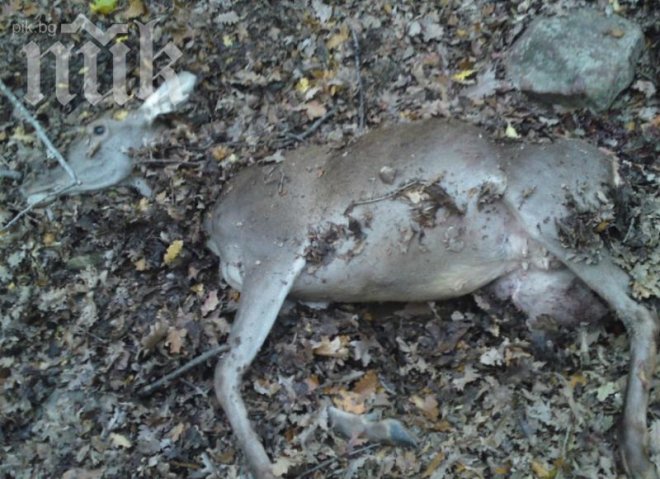 Шофьор сгази сърна на спирка в Кърджалийско