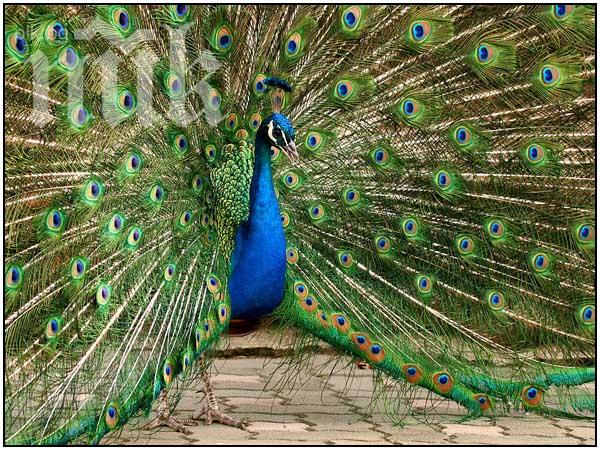 Домашен паун в Смолян избяга, издирваха го с полиция