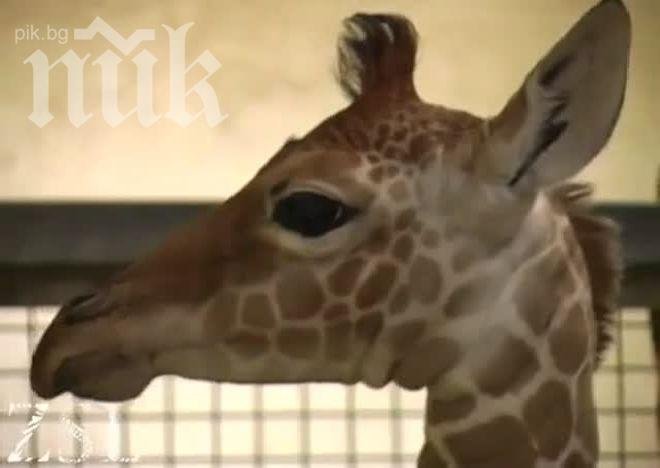 Жирафче, обречено на евтаназия, поражда полемика в Дания