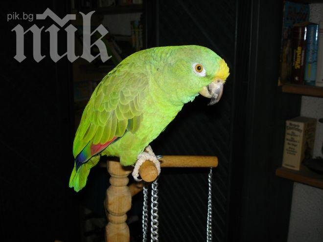 Пожар уби 27 папагала в Търговище