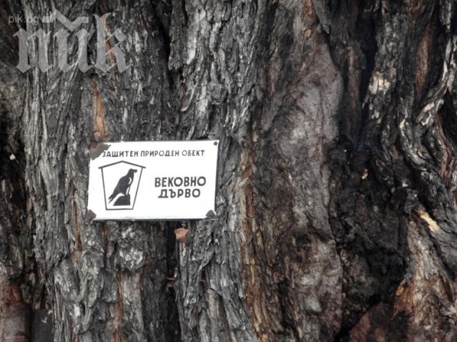 Ром открадна табелата на европейското дърво на годината