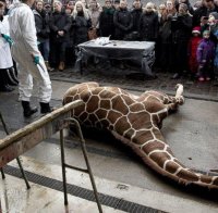 Oще един жираф от датски зоопарк ще бъде умървен (видео)