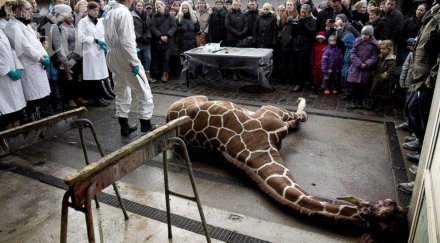 oще един жираф датски зоопарк умървен видео
