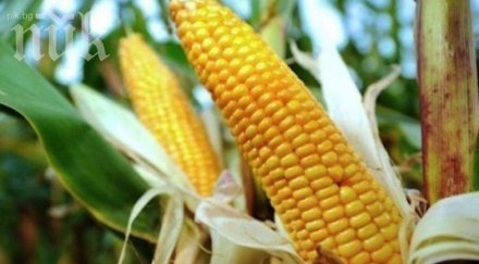 българия страни против гмо царевица