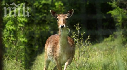 съд глоби 2500 ловец убил кошута