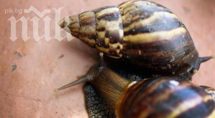 немци украинци правят ферми щрауси охлюви каварненско