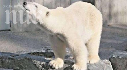 бяла мечка изяде яке посетител издъхна