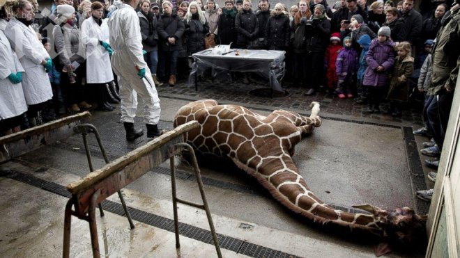 Oще един жираф от датски зоопарк ще бъде умървен (видео)