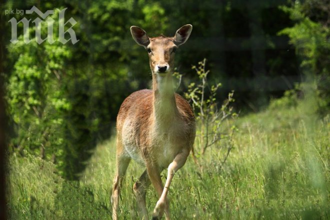 Съд глоби с 2500 лв. ловец, убил кошута