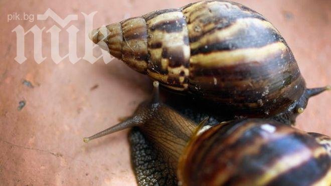 Немци и украинци правят ферми за щрауси и охлюви в Каварненско