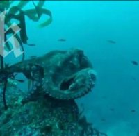 Вижте как хитър октопод се крие от нагъл водолаз (видео)