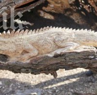 Инженер-химик превръща паднали дървета в произведения на изкуството (снимки)