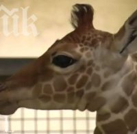 Дания пощади втория жираф Мариус