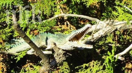 крокодилите скачат маймуни дърветата