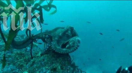 вижте хитър октопод крие нагъл водолаз видео