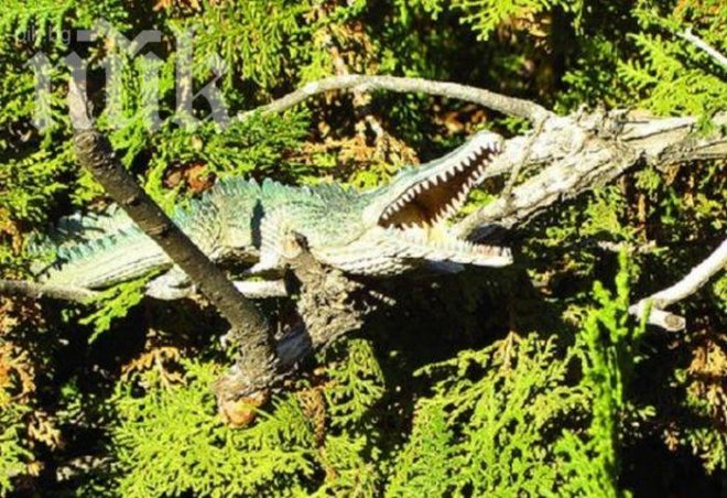 Крокодилите скачат като маймуни по дърветата