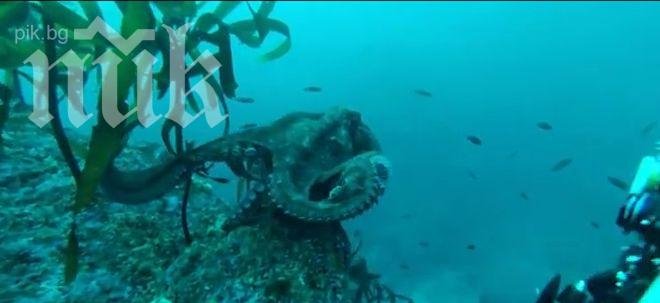 Вижте как хитър октопод се крие от нагъл водолаз (видео)