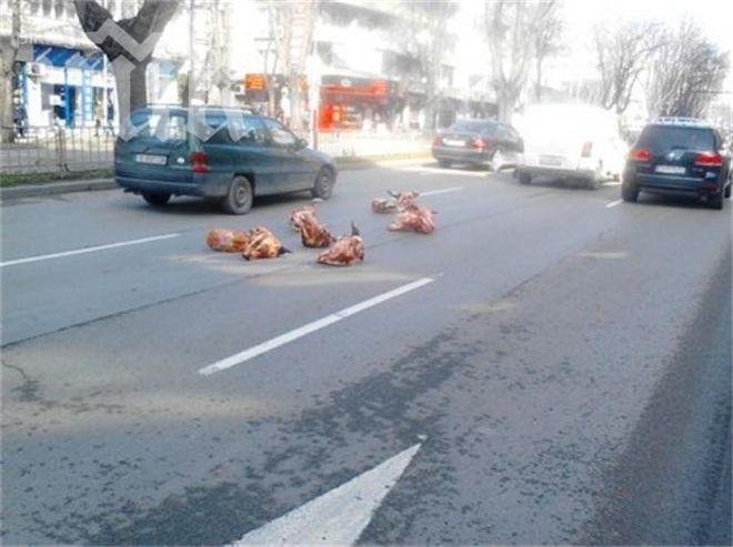 Телешки глави по асфалта сащисаха варненци (снимки)