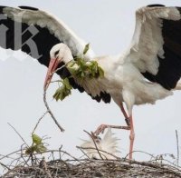 Първият щъркел дойде в България