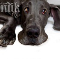 Садисти запалиха бездомно куче в Бургас